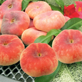 Plosnata breskva Sugar Baby u kontejneru