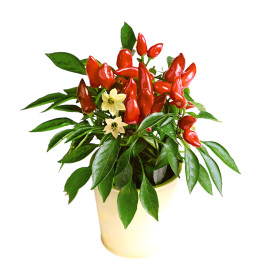 Paprika Midi Red (1)