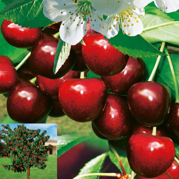 Trešnja Carmen, g.k.