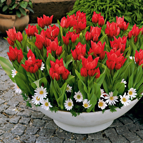Tulipan Praestans (20)