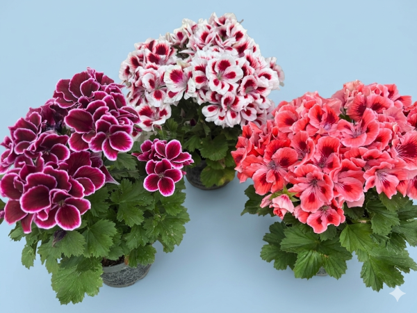 3 engleske pelargonije – super ponuda
