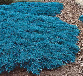 Plava puzava borovica