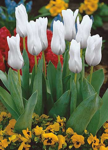 Bijeli carski tulipan (5)