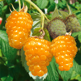 Two Timer Sugana Žuta malina