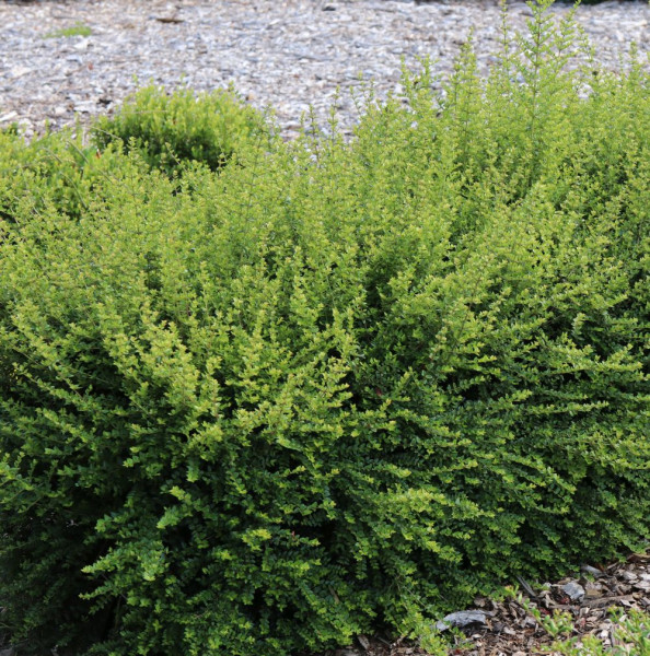 Zimzeleni orlovi nokti