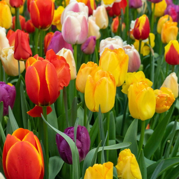 Mix tulipana Funfair (10)