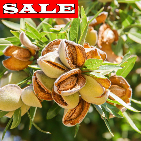 Badem Tuono, goli korijen