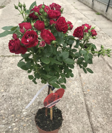 Bordo ruža stablašica 