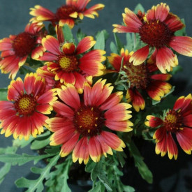 Kokarda "Burgunder" (3)