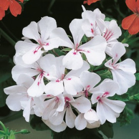 Bijela viseća pelargonija 'Alpina', velika posuda