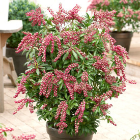 Japanski Pieris Passion
