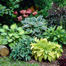 Hosta Gold Standard