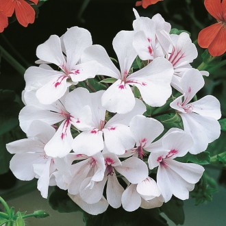 Bijela viseća pelargonija 'Alpina', velika posuda