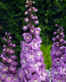 Kokotić, pink