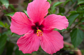 Hibiskus na stablu, tamno roza
