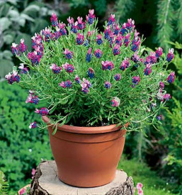 Španjolska lavanda "Papillon" (3)