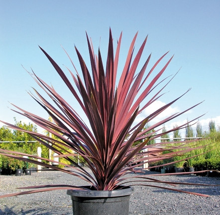 Kordilina Red Star