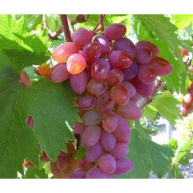 Stolno grožđe Jupiter