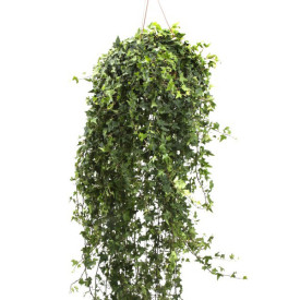 Pregled: Šareni sobni bršljan Pregled: Šareni sobni bršljan