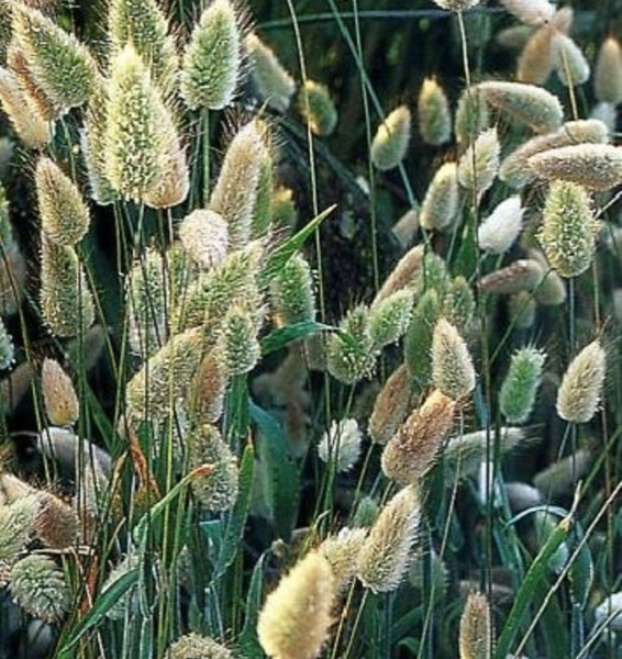Šašika Sesleria, zeleno-plava