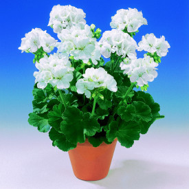 Bijela pelargonija u posudi (1)