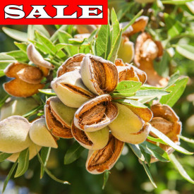 Badem Tuono, goli korijen