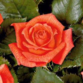 Belinda park ruža
