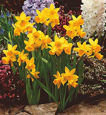 Narcis Tete-a-Tete (5)