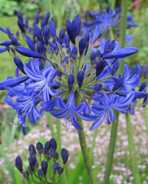 Fireworks divovski agapant