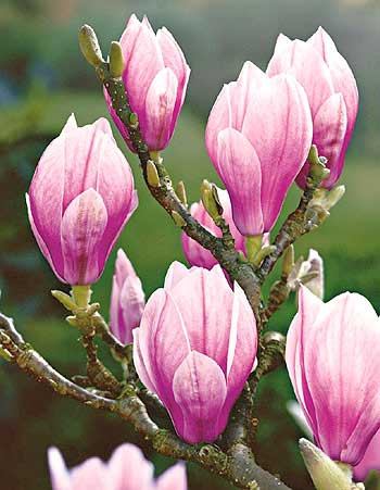 Magnolija