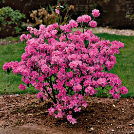 Alpska ruža - Rhododendron Praecox