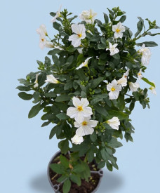 Solanum rantonetti, bijeli