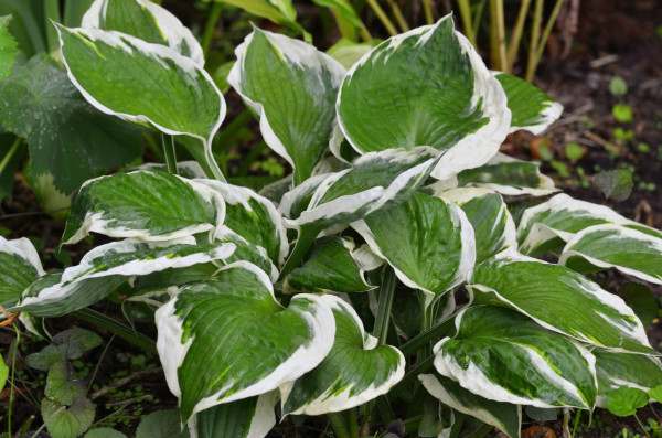 Hosta 'Patriot'