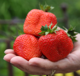 Jagode Sweet Mary velika sorta 3 kom