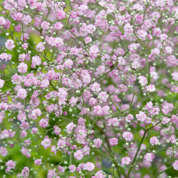 Šlajer, ružićasti