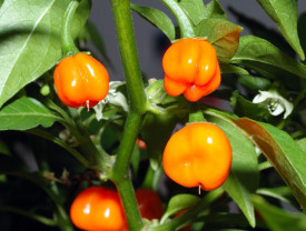 Habanero ljuta paprika, narančasta