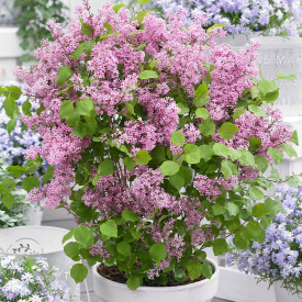 Patuljasti jorgovan Pink