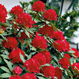 Crveni Rhododendron