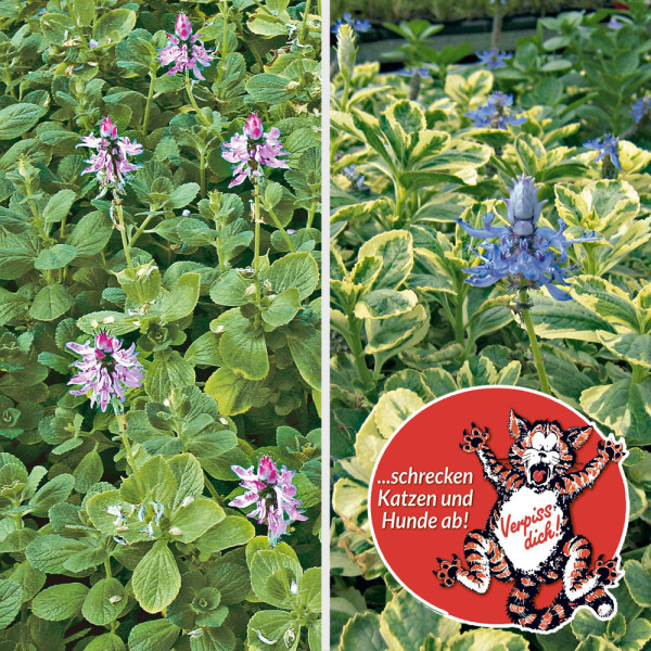 6 zelenih ukrasnih kopriva