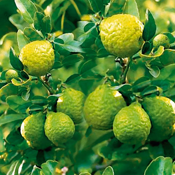 Limeta Kaffir (velika posuda, 15 cm)