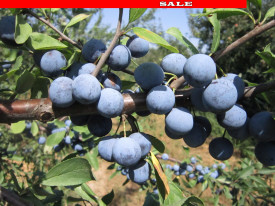 Trnina 'Zempleni', g.k.