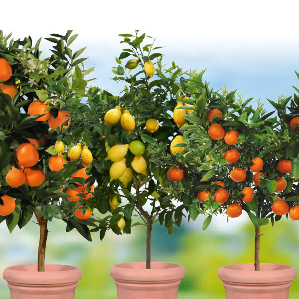 3 egzotične biljke (limun, mandarina, naranča)