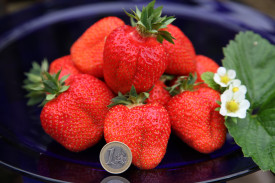Jagode Sweet Mary velika sorta 3 kom