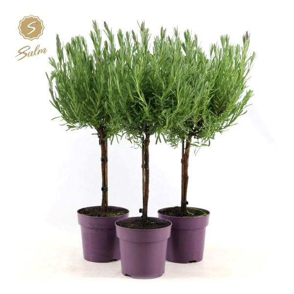 Španjolska lavanda, 12 cm
