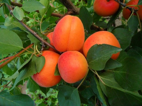 Mađarska marelica C235