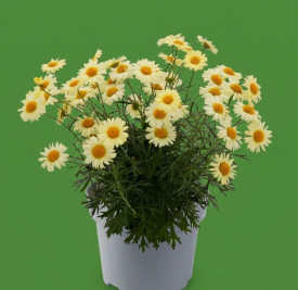 Margaritin grm, žuti