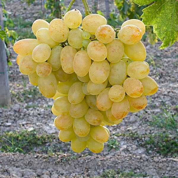 Grožđe Eva