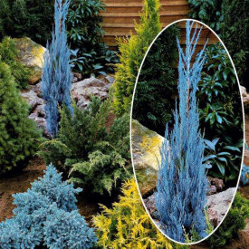 Juniperus Blue Arrow