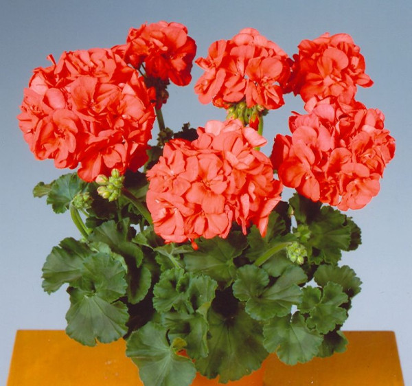 Pelargonija Sunrise Mandarin 3
