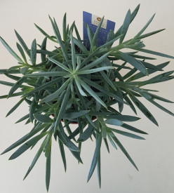 Curio Senecio Mount Everest